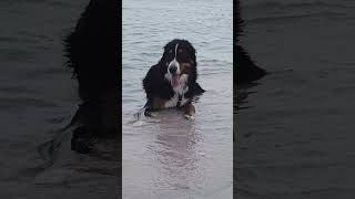 Life is pretty doggone good! ❤️🐾 #shorts #bernesemountaindog #dog