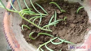 How To Propagate String Of Banana Plant/String Of Banana Plant Propagation/My World