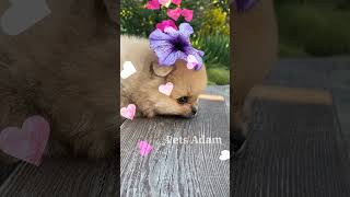 Beautiful Mini Pomeranian's                                          Pets Adam # Shorts