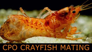 Mating crayfish