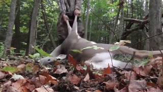 PA Bowhunting 2017 Doe Kill