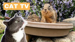 Awesome Birds and Squirrels for Cats