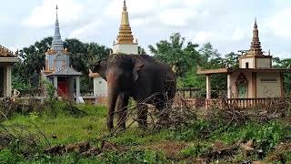 ដំរី នៅ វត្តខ្នារ(វត្តគូរសាលា) Elephant wat knar Tbong Khmom Cambodia