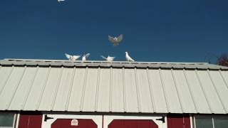 Freedom loft flying beautiful day.