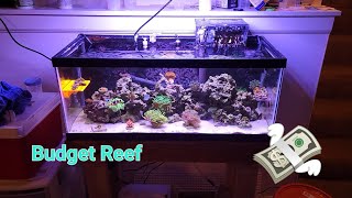 Budget Nano Reef Aquarium Build 20 Gallon Long Under $400