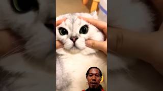 tingkah lucu kucing 3 #cat #funny #cute