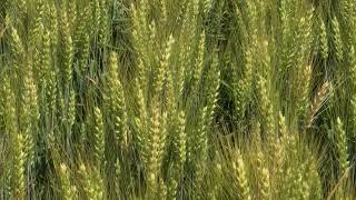 Soft White Winter Wheat Varieties