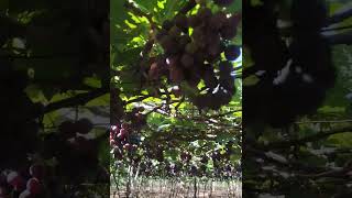 Grape Harvest | Dindigul Grapes🍇