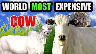 World Most Expensive Cow: Brazil Nelore Breed Cow Viatina 19 Sold For 40 Crore, | Info Trend Tv