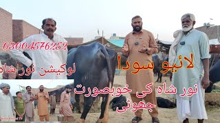 Noor shah ki top buffalo for sale Okara Animal TV 03004576252 .26/9/2024. لائیو سودا لوکیشن نور شاہ