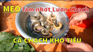 Chạch đồng kho tiêu | Cách làm sạch nhớt cá