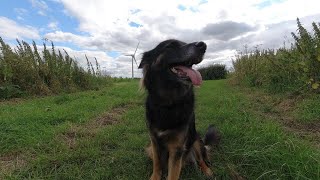 125: A Walk with River #fulltime #vanlife #adventures #vanlifeuk #ukvanlife #campervan #gaz #river