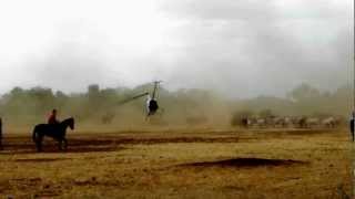 Heli Mustering, R 44, Australian Outback Helicopter Muster. Cattle Station