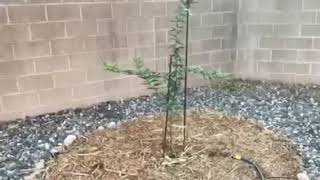 Growing Mesquite Trees from Seed