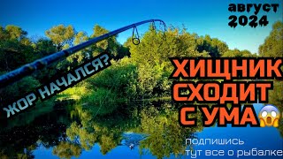 ПОКЛЕВКУ НЕ ПРИХОДИТСЯ ДОЛГО ЖДАТЬ🔥. РАБОЧИЕ ПРИМАНКИ КОТОРЫЕ СВОДЯТ ХИЩНИКА С УМА!Рыбалка в августе