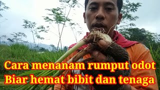 CARA MENANAM RUMPUT ODOT MENGHEMAT BIBIT DAN TENAGA begini caranya