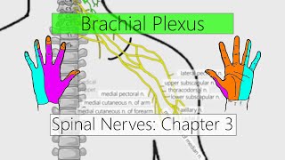 Brachial Plexus | Nervous system | 4K | Spinal nerves: Chapter 3