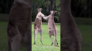 Kangaroo Fight!! #shorts