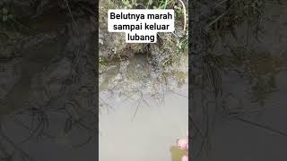 belutnya marah sampai keluar lubang #ngurekbelut #macingbelut #mancing #belutmania #mancingmania