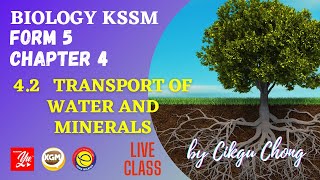 4.2  Transport of Water and Mineral Salts