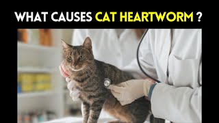 What Causes Cat Heartworm? | Heartworm Disease in Cats: Causes, Symptoms, and Treatment