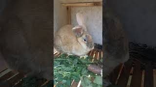 Kelinci kalo lagi ngambek #rabbit #kangdul