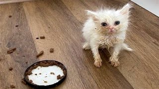 ПРИКОЛЫ С ЖИВОТНЫМИ ДО СЛЕЗ / Смешные КОТЫ 2022 / Приколы с КОТАМИ / Funny ANIMALS video