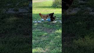 Chickens cooling off