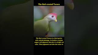 Discover the Enchanting Red-crested Turaco | Amazing Feather Coloration 🐦