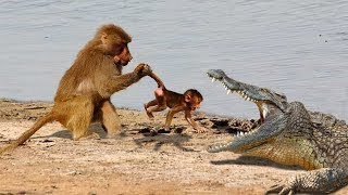 crocodile vs monkey fight #wildlife #animals