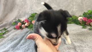 Pomsky Puppy Kelly