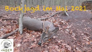 Bockjagd im Mai 2021