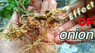 Effect of onion on kemon tree /লেবু গাছের ডাল থেকে চারা তৈরি /onion /How to grow lemon tre