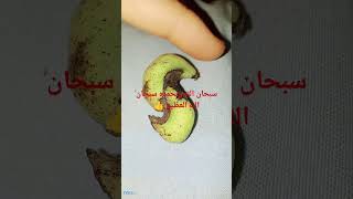 سبحان الله وبحمده عدد خلقه ورضا نفسه وزنه عرشه ومداد كلماته احلى شىء هتاخده حسنات وناكمان أثبتوجودكم