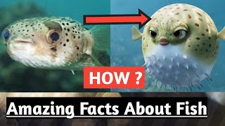 Unbelievable Facts About Fishes l wb Facts l