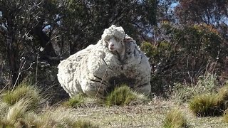 Esta Ovelha Mal Conseguia Ficar De Pé, Um Abrigo Implorou Por Especialistas que a Salvasse