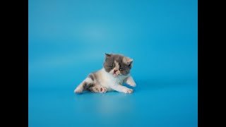 Екзотична короткошерста дівчинка Оріаша - Exotic Shorthair female Oriasha