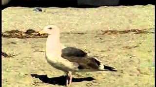 WESTERN GULL