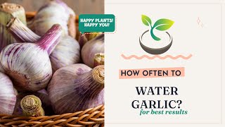 🧄🍀 Gardening 101: How Often to Water Garlic for Best Results