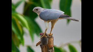 Shikra raptor hunts a rodent on a busy road | Humans & wildlife co-existence | Urban wildlife