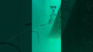 #spearfishinglife #spearfish #shortvideo