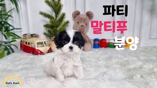 파티말티푸 분양 (광명강아지분양) [Party Maltipoo Puppy For Sale.]