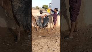 The people of Thar carry water on donkeys 💕