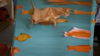 cat and fishes illusion