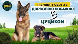 Чим відрізняється робота з дорослою собакою та цуциком?