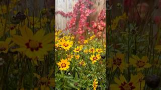 Harvesting Dyers Coreopsis for Seeds