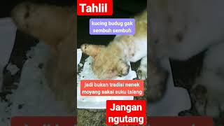 kucing tua budugnya gak sembuh.sound tradisi tujuh hari