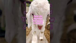 Why Baby Goat Dottie will CHANGE your LIFE forever ♥️🐐 #shorts #animals #babygoats