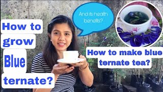 How to grow blue ternate and how to make blue ternate tea | #blueternate | Alen Blooms