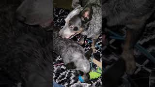 Poor Gypsy Dealing With Sully's Nonsense #blueheeler #australiancattledog #camping